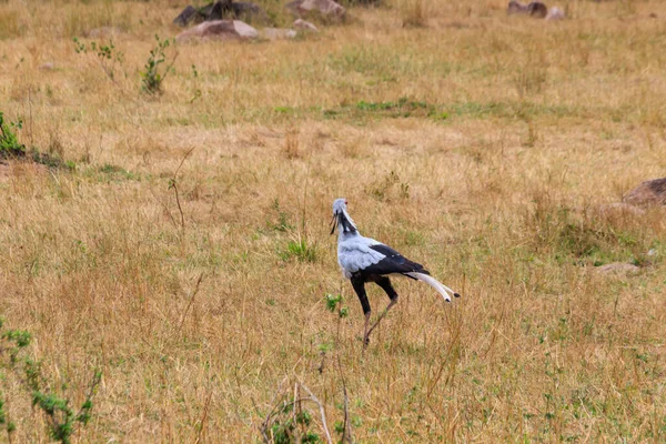 Secretarybird Secretary Bird Sagittarius Serpentarius Walking Serengeti National Park Tanzania —  Fotos de Stock