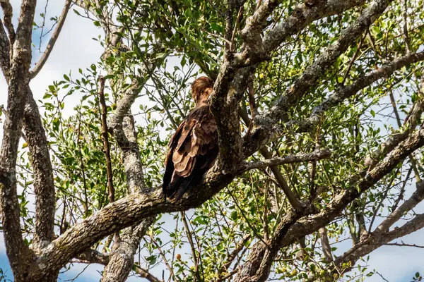 Тахели Aquila Rapax Дереве Национальном Парке Серенфели Танзания — стоковое фото