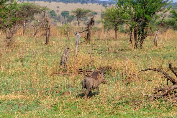 Gubernator Zwyczajny Phacochoerus Africanus Sawannie Parku Narodowym Serengeti Tanzania — Zdjęcie stockowe