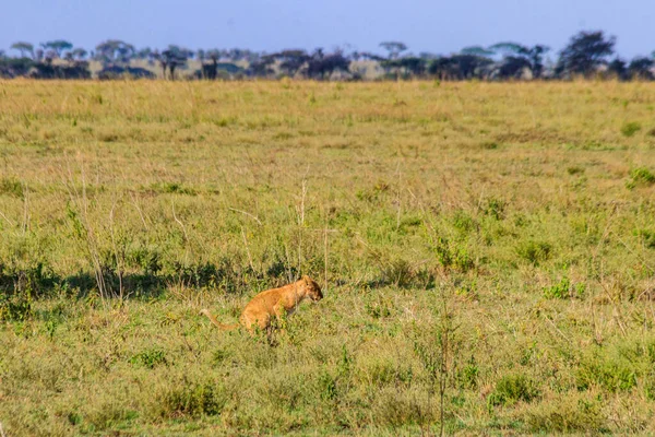 Lion Cub Defecating Savannah Serengeti National Park Tanzania — Foto de Stock