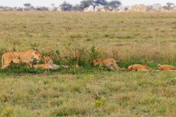 stock image Pride of lions (Panthera leo) in savannah in Serengeti national park, Tanzania