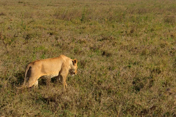 Leona Panthera Leo Caminando Sabana Parque Nacional Del Serengeti Tanzania — Foto de Stock