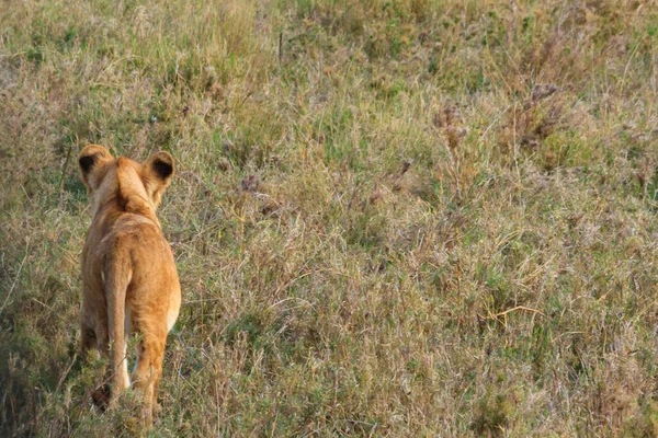 Leeuwenwelp Panthera Leo Wandelen Savanne Serengeti Nationaal Park Tanzania — Stockfoto
