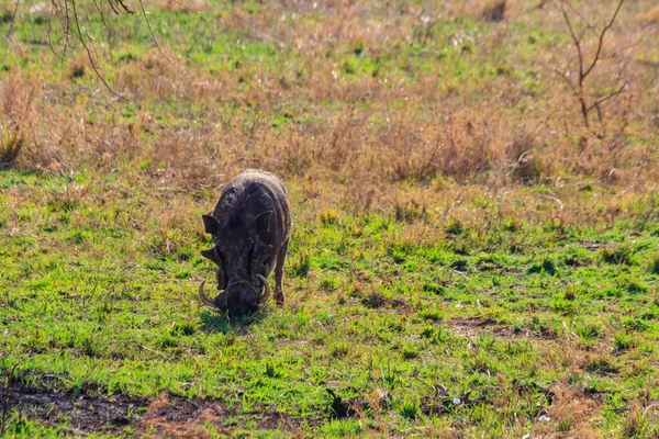 Yhteinen Warthog Phacochoerus Africanus Savannissa Serengetin Kansallispuistossa Tansaniassa — kuvapankkivalokuva
