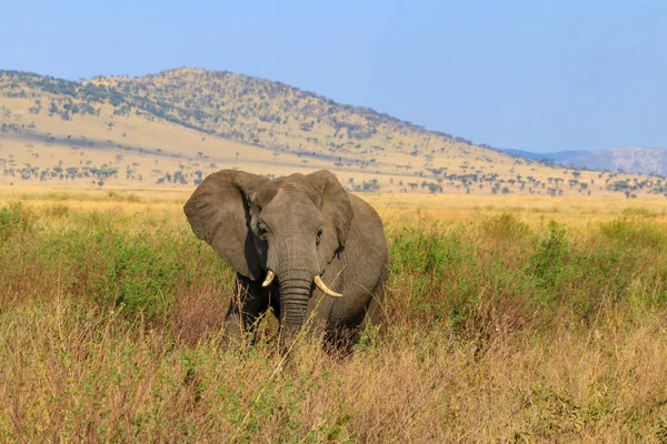 African elephant in savanna in Serengeti National park in Tanzania