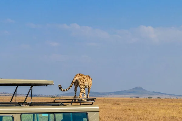 Cheetah Acinonyx Jubatus Een Top Van Suv Auto Savanne Serengeti — Stockfoto