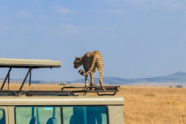 Cheetah Acinonyx Jubatus Даху Позашляховика Савані Національному Парку Серенгеті Танзанії — стокове фото