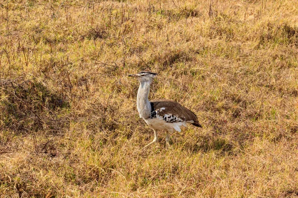 Kori Bustard Ardeotis Kori Spacerujący Suchej Sawannie Parku Narodowym Serengeti — Zdjęcie stockowe