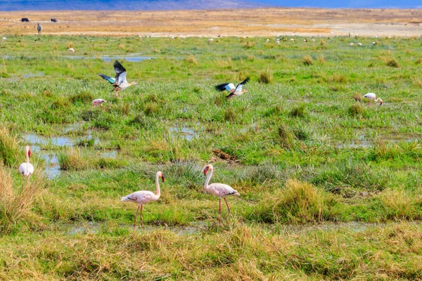 Lesser Flamingo Phoeniconaias Minor Ngorongoro Crater National Park Tanzania Wildlife — Stock Photo, Image