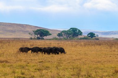 Tanzanya 'daki Ngorongoro Krateri Ulusal Parkı' nda Afrika bufalosu sürüsü (Syncerus caffer). Afrika 'nın vahşi yaşamı