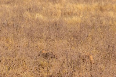 Ngorongoro kraterinin ulusal parkında, kuru savanda yürüyen iki çakal.