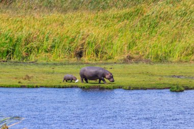 Anne ve bebek su aygırı (Hippopotamus amfibi), Tanzanya 'daki Ngorongoro Krateri ulusal parkında bir göl kıyısında yürüyor.