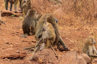 Group of olive baboons (Papio anubis), also called the Anubis baboons, in Lake Manyara National Park in Tanzania