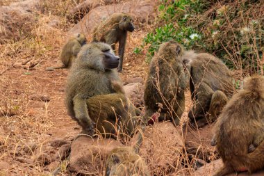 Group of olive baboons (Papio anubis), also called the Anubis baboons, in Lake Manyara National Park in Tanzania