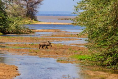 Tanzanya 'daki Ngorongoro Krateri Ulusal Parkı' nda yaygın yaban domuzu (Phacochoerus africanus). Afrika 'nın vahşi yaşamı