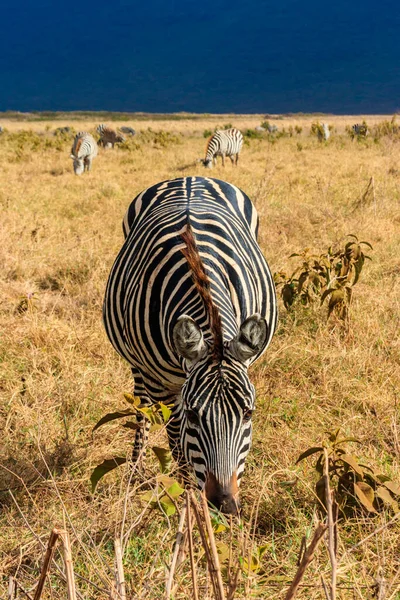 Branco Zebre Savana Nel Parco Nazionale Del Cratere Ngorongoro Tanzania — Foto Stock