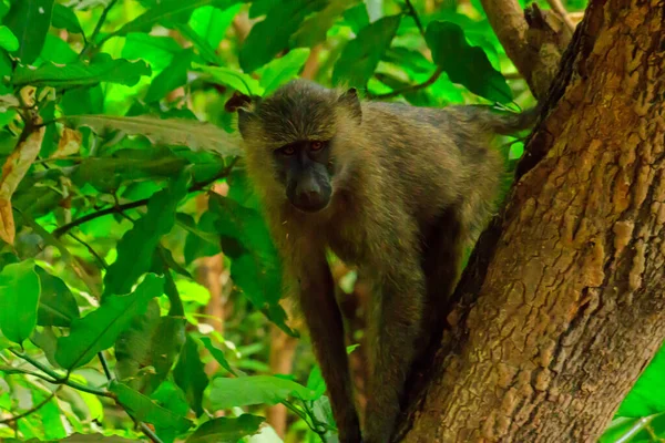 タンザニアのマニヤーラ湖国立公園の木の上にあるアナビス バブーン Papio Anubis — ストック写真