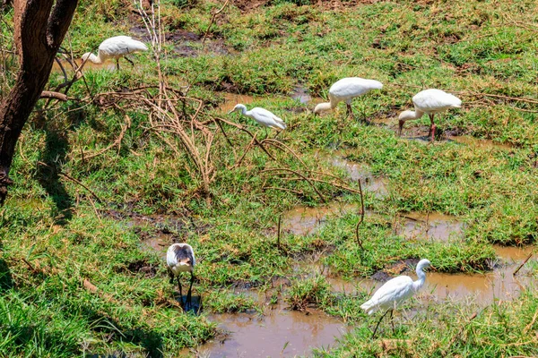 African Spoonbills Platalea Alba Intermediate Egret Ardea Intermedia Lake Manyara — Stockfoto