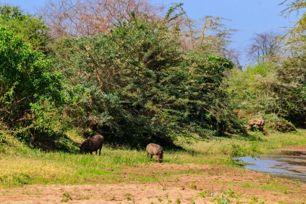 Varas Comuns Phacochoerus Africanus Parque Nacional Cratera Ngorongoro Tanzânia Vida — Fotografia de Stock