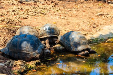 Hapishane adasında Aldabra dev kaplumbağaları, Tanzanya 'da Zanzibar