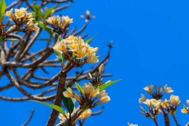 Güzel çiçek açan Plumeria ağacı, Frangipani ve Tapınak ağacı olarak da bilinir.