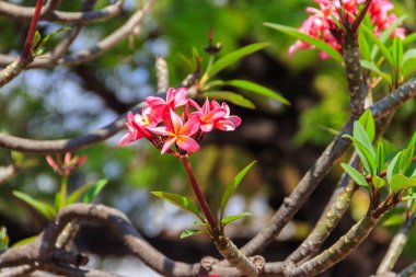 Güzel çiçek açan Plumeria ağacı, Frangipani ve Tapınak ağacı olarak da bilinir.