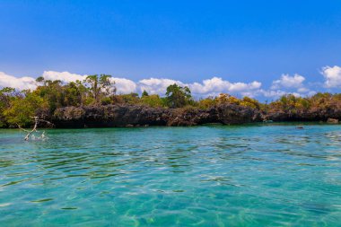Mangrovlar Kwale adasının göletinde. Bu, Tanzanya 'nın güneyinde, Zanzibar' da küçük bir ada.