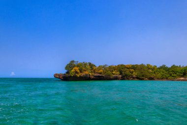 Mangrovlar Kwale adasının göletinde. Bu, Tanzanya 'nın güneyinde, Zanzibar' da küçük bir ada.