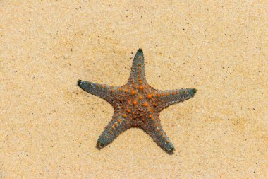 Sarı kumsaldaki deniz yıldızı. Üst görünüm