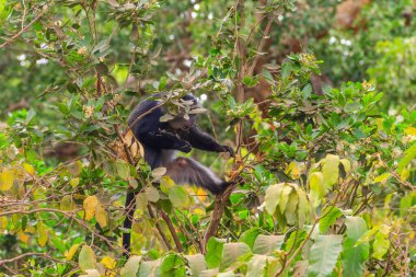 Blue monkey or diademed monkey (Cercopithecus mitis) on a tree in Lake Manyara National Park in Tanzania