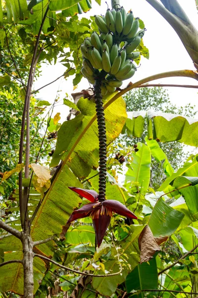Banana flower and small green bananas growing on a tree
