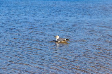 Martı Baltık denizinde yüzüyor.