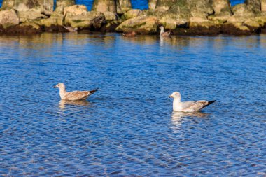 Baltık denizinde yüzen martı sürüsü