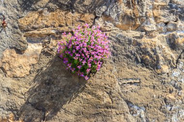 Çiçek açan mor Aubrieta çiçekleri taştan bir duvarda büyüyor.