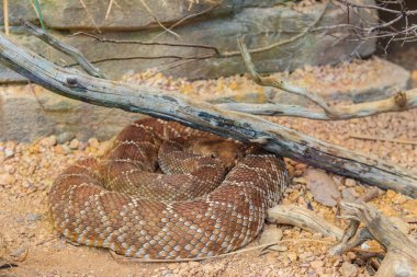 Kırmızı elmas çıngıraklı yılan (Crotalus ruber). Amerika 'dan zehirli çıngıraklı yılan türü