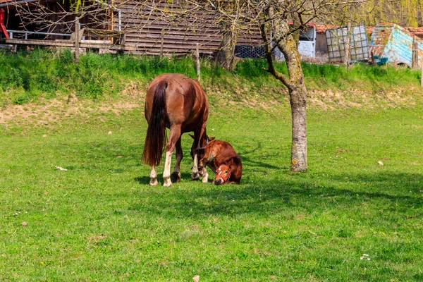 Stute Pferd Und Ihr Fohlen Auf Einer Grünen Wiese — Stockfoto
