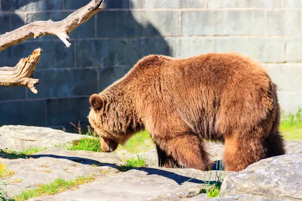 Bär Bärengraben Bern Schweiz Der Bär Ist Ein Symbol Der — Stockfoto