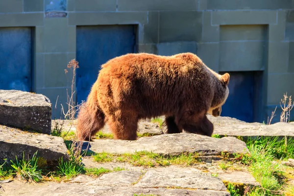 Bär Bärengraben Bern Schweiz Der Bär Ist Ein Symbol Der — Stockfoto