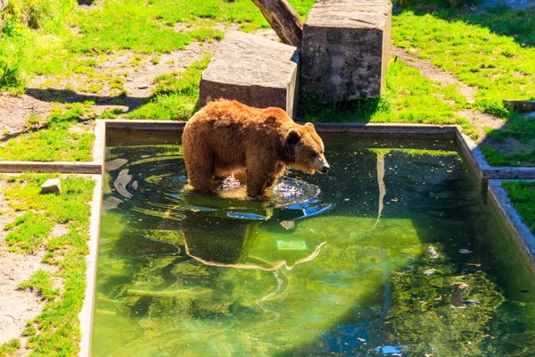 Urso Urso Pit Berna Suíça Urso Símbolo Cidade Berna — Fotografia de Stock