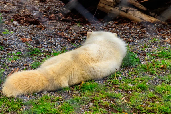 Біла Арктична Лисиця Відпочиває Траві Зоопарку — стокове фото