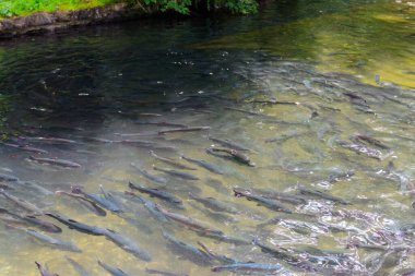 Alabalık çiftliğinde balıklı yapay gölet.