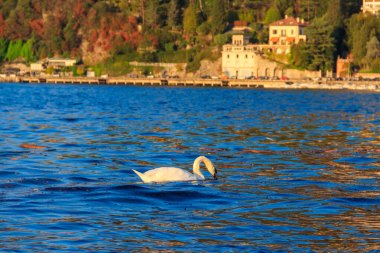 Como, İtalya 'da Como Gölü' nde yüzen güzel beyaz kuğu