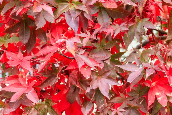 Японский Красный Клен Листья Осенью — стоковое фото