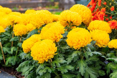 Güzel sarı kasımpatılar bahçede