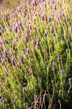 Bahçedeki çiçek tarhında açan güzel lavanta