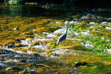 Bir nehirde gri balıkçıl (Ardea cinerea)