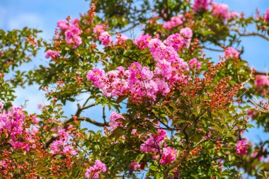 Crape mersin çiçekleri (Lagerstroemia indica)