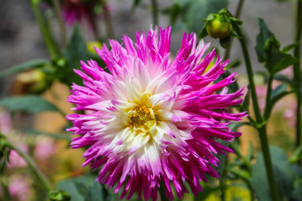 Фиолетовые цветы георгины в саду