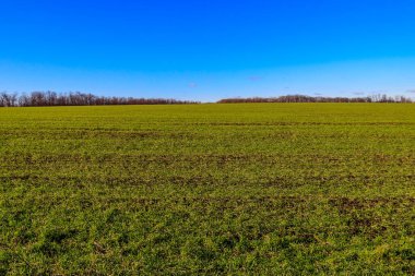 Baharda taze yeşil buğday tarlası