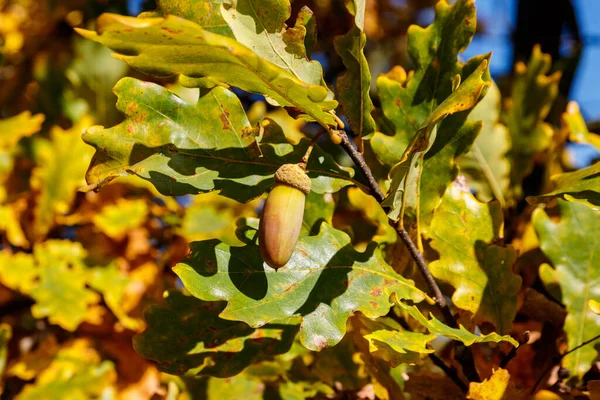 Colorful autumn oak leaves and acorns on the branch of oak tree in the forest